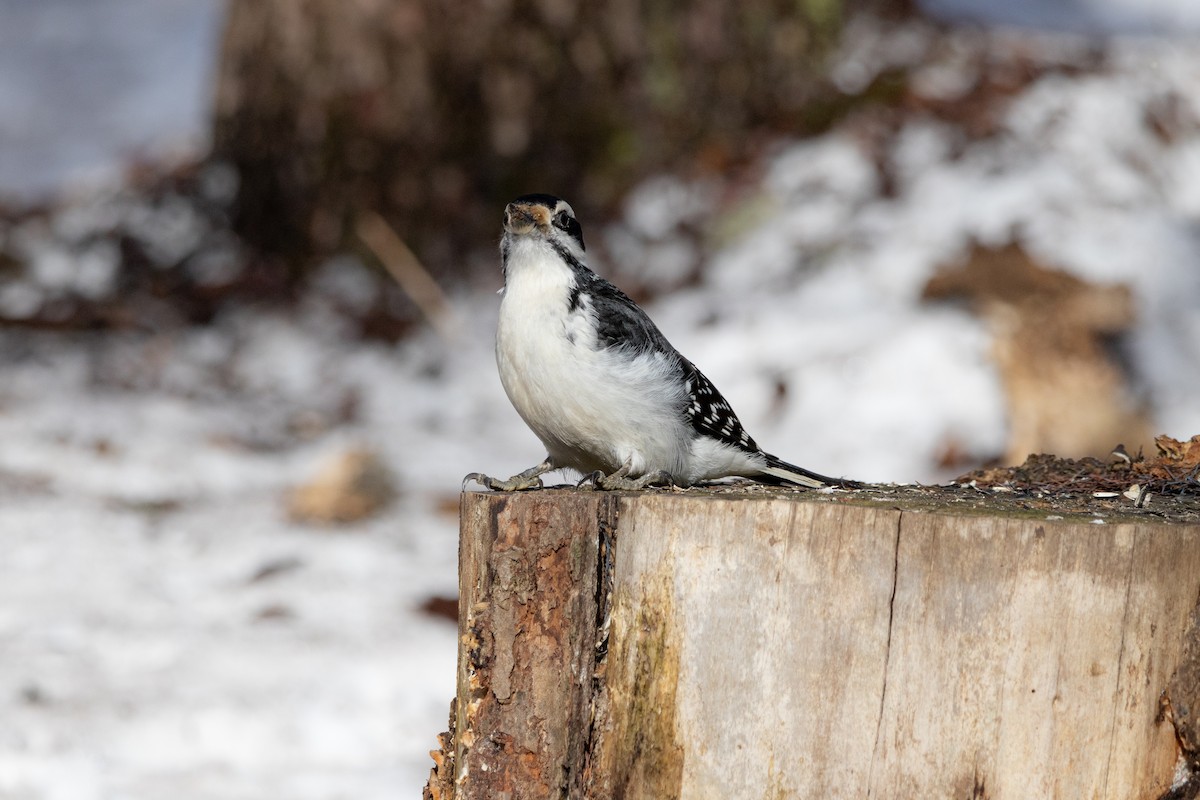 Haarspecht - ML652431193