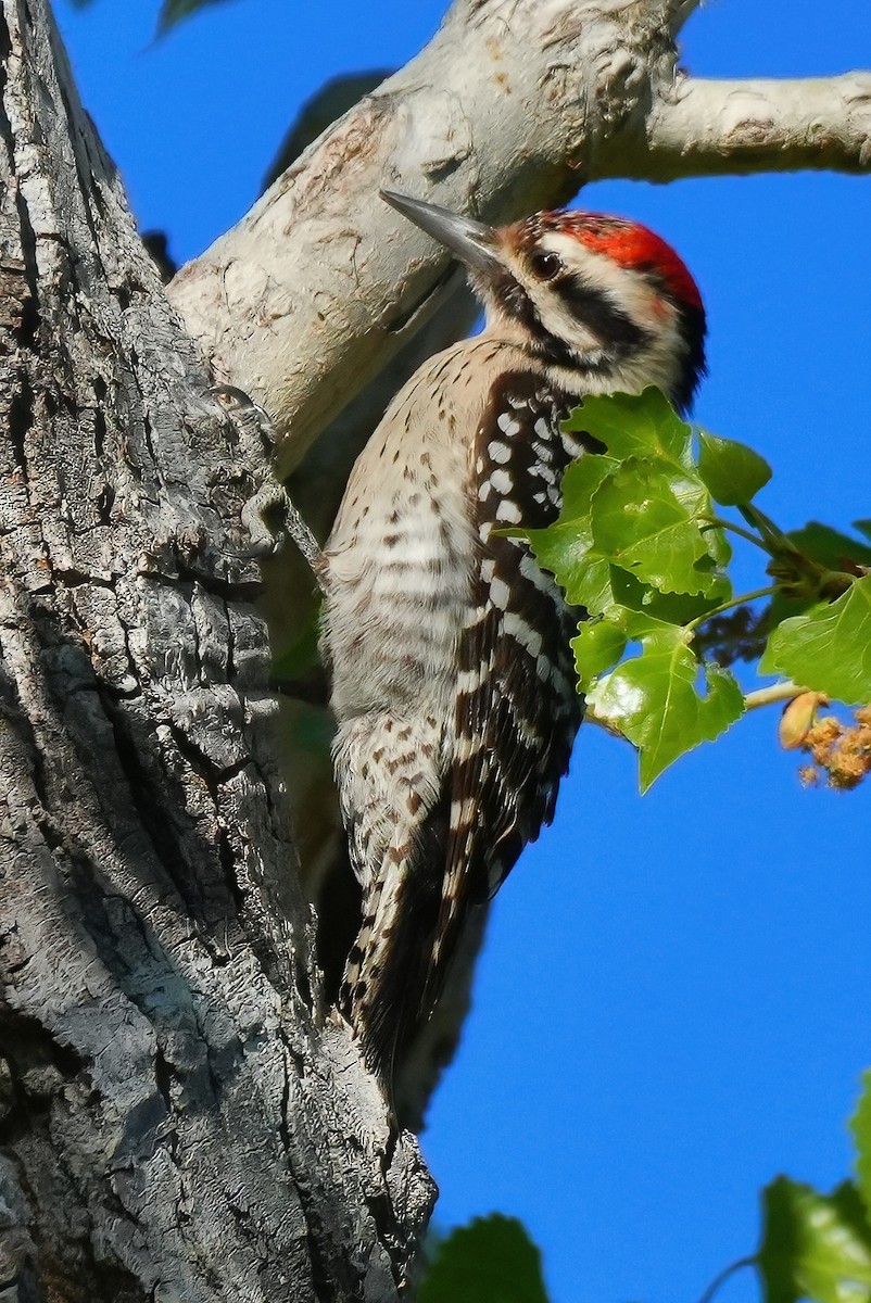 strakapoud proužkohřbetý - ML652431267