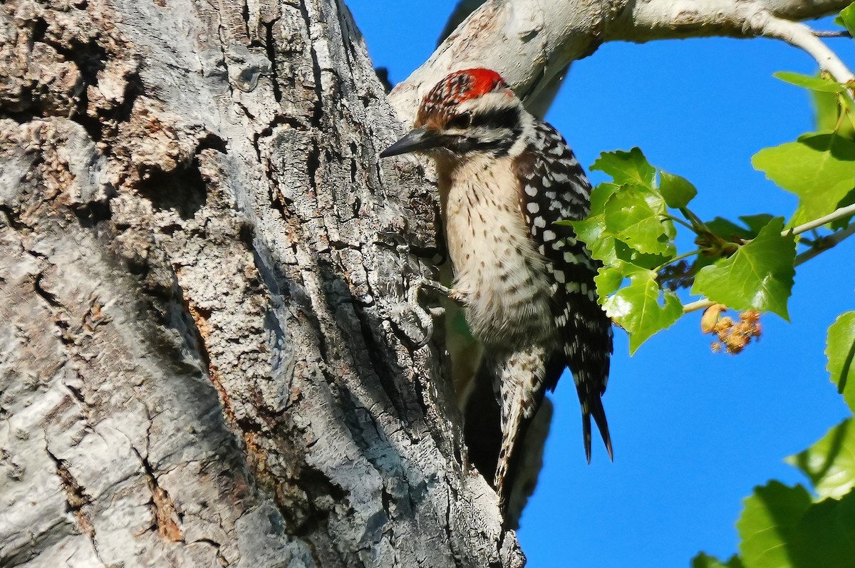 strakapoud proužkohřbetý - ML652431268