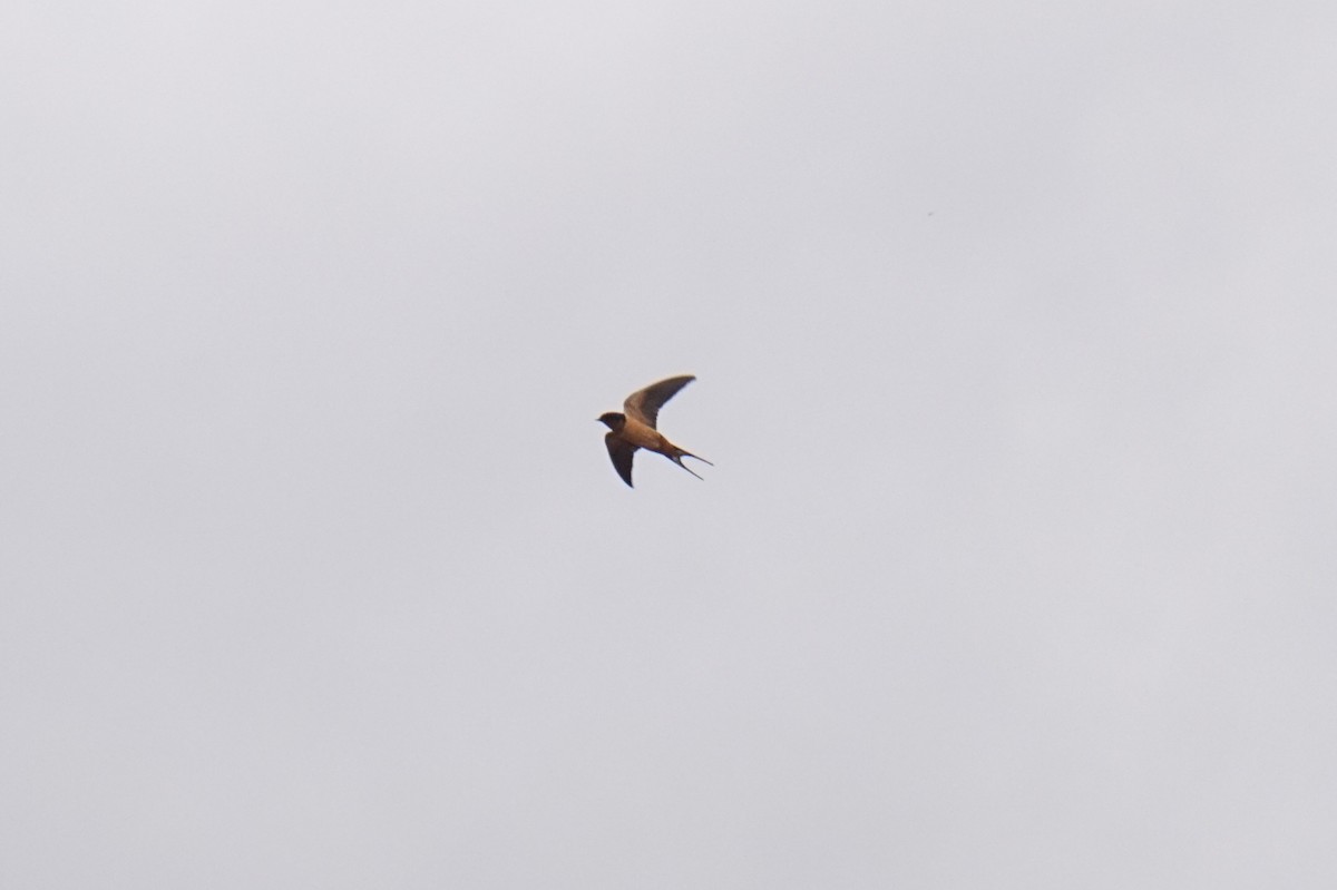 låvesvale - ML652431301