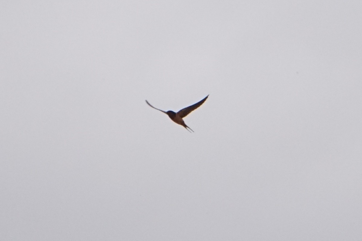 låvesvale - ML652431302