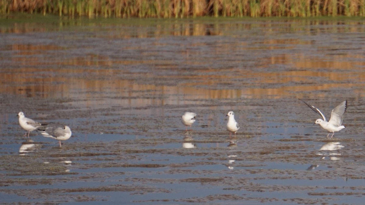 kanadahettemåke - ML652431386