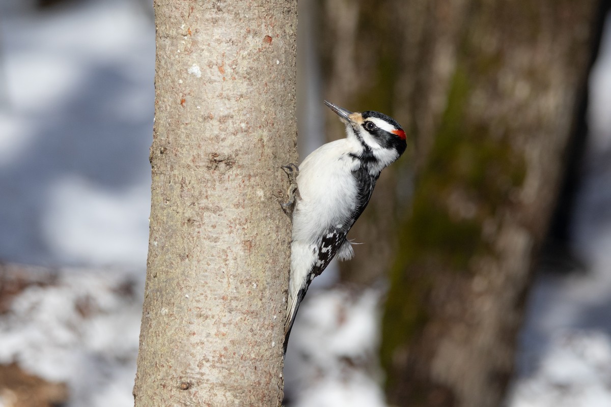 Haarspecht - ML652431417