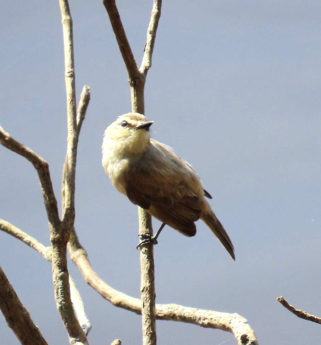 Moucherolle riverain - ML652431513