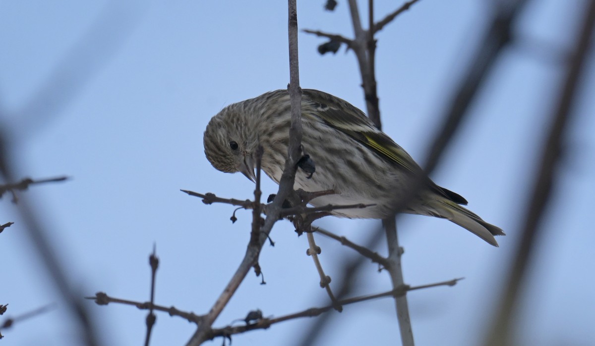 Pine Siskin - ML652431541