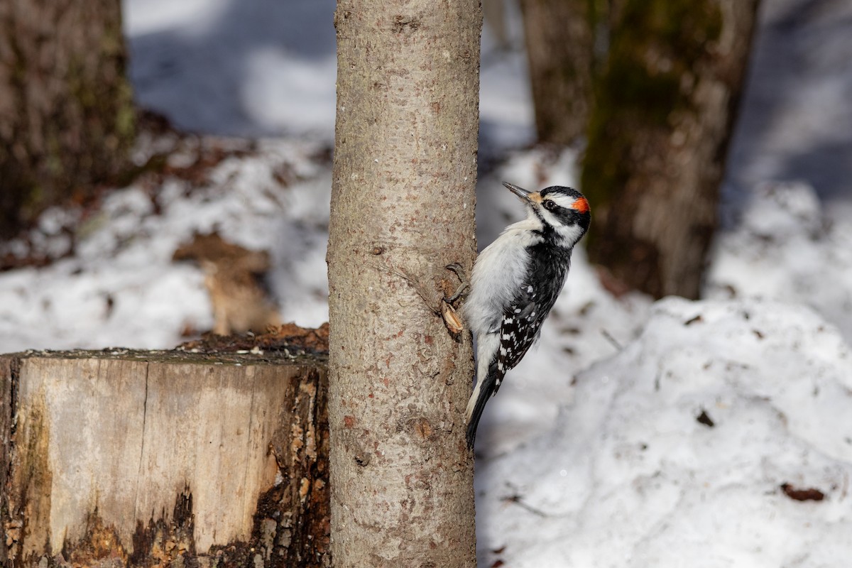 Haarspecht - ML652431565