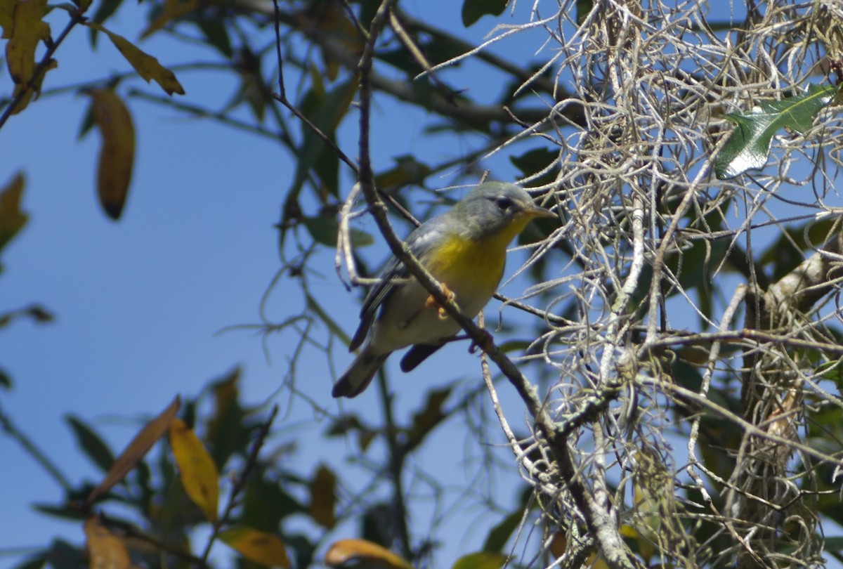 Northern Parula - ML652431676