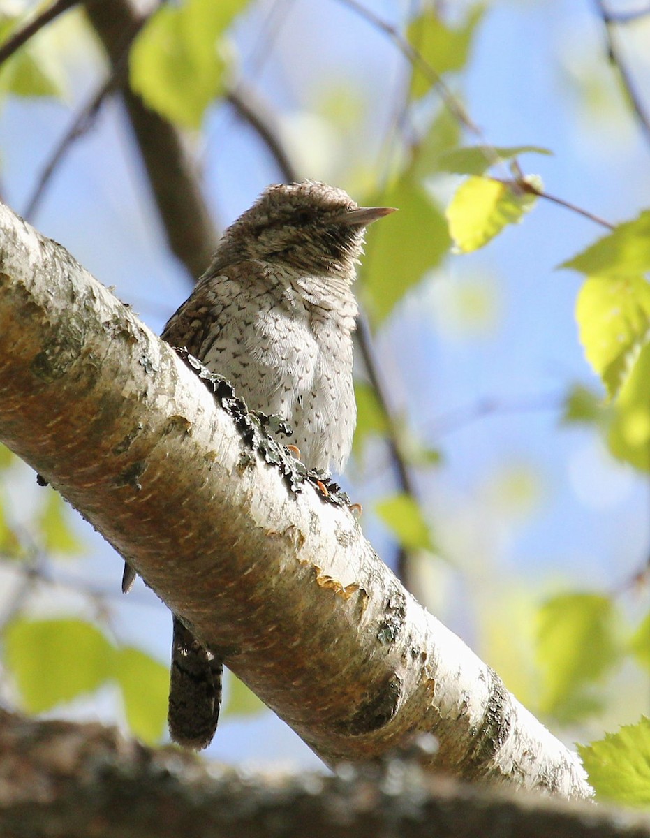 Eurasian Wryneck - Andrey Vlasenko