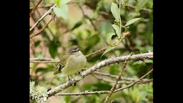 Küstenkordilleren-Kleintyrann - ML652431772