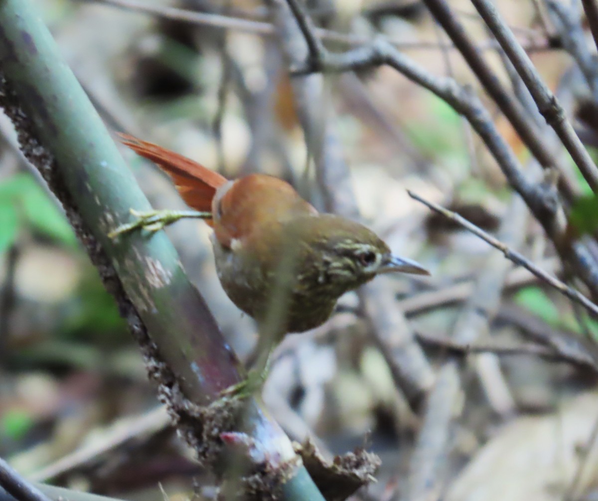 Synallaxe ponctué - ML652431837