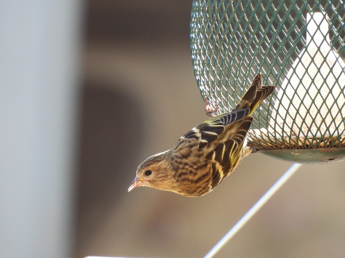 Pine Siskin - ML652431906