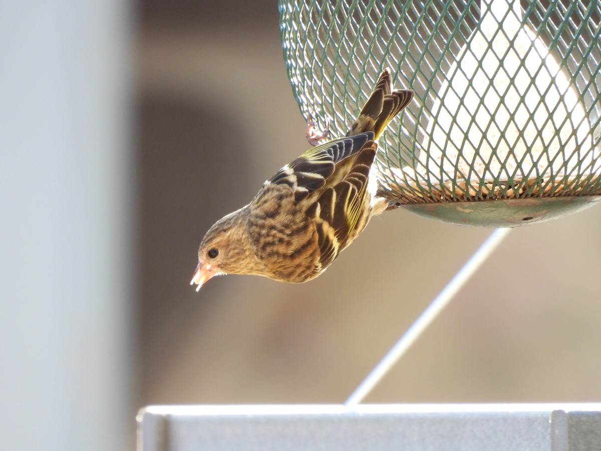 Pine Siskin - ML652431907