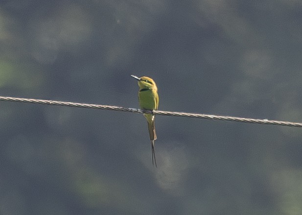 שרקרק צהוב גרון - ML652431962