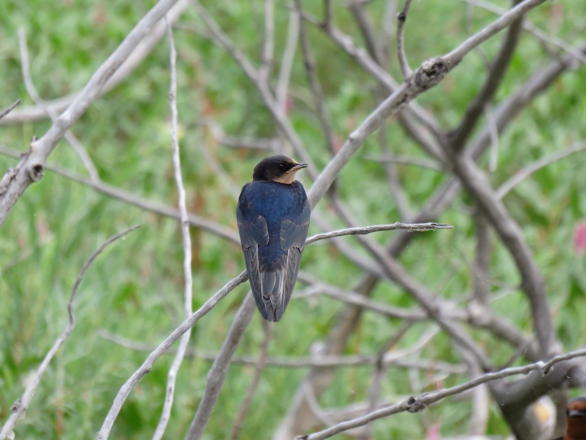 låvesvale - ML652432121