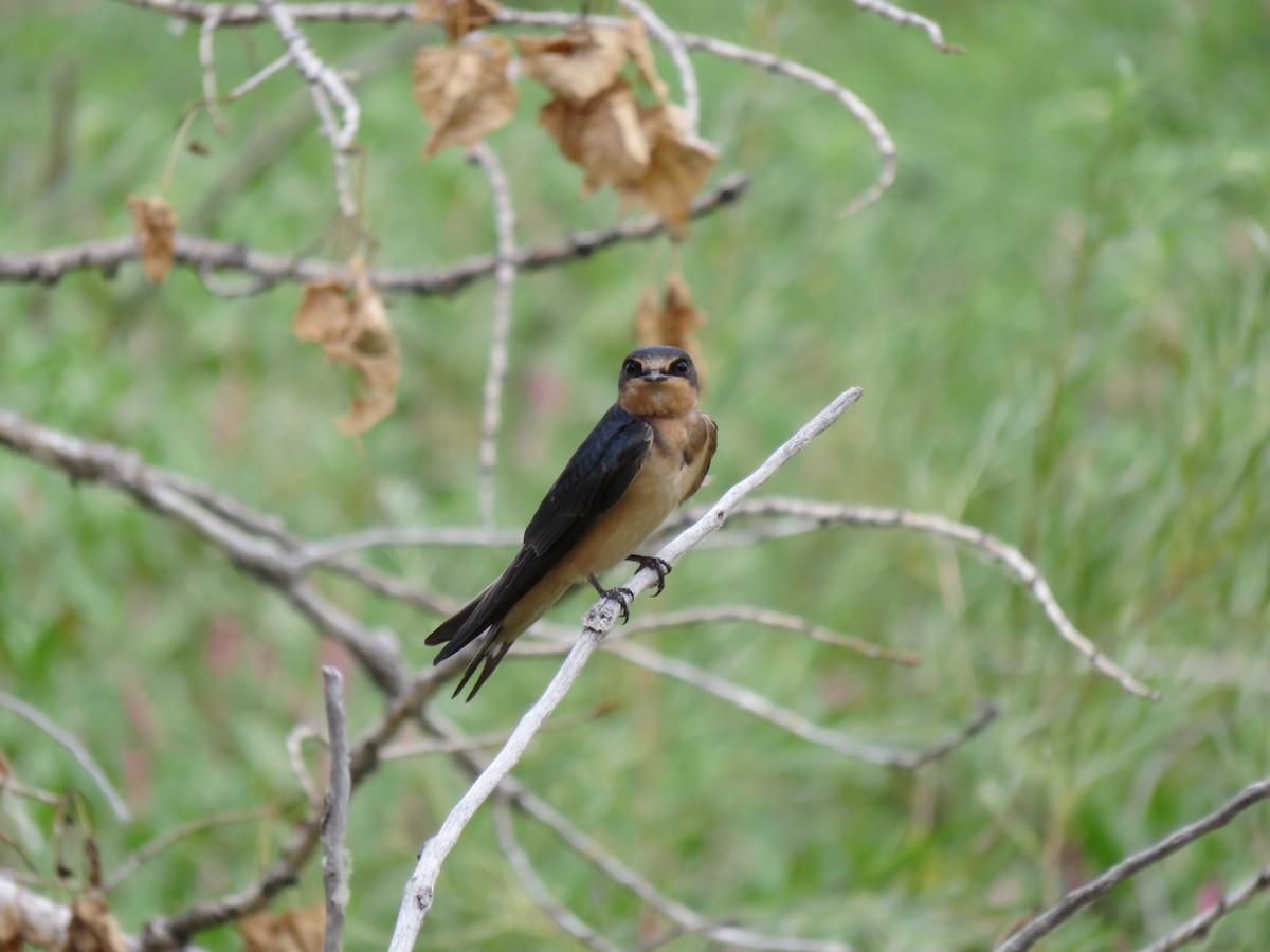 låvesvale - ML652432122