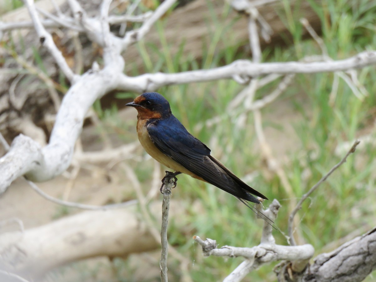 låvesvale - ML652432123