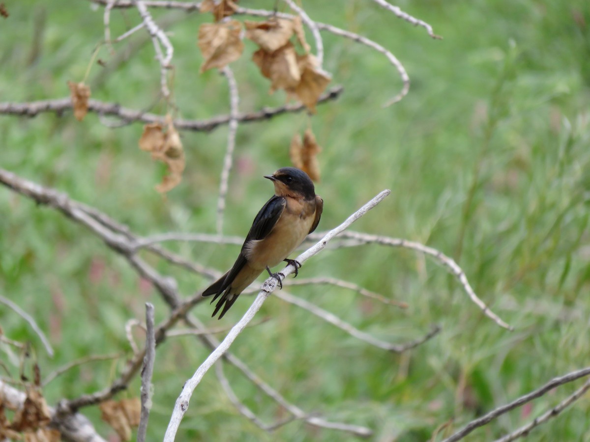 låvesvale - ML652432124