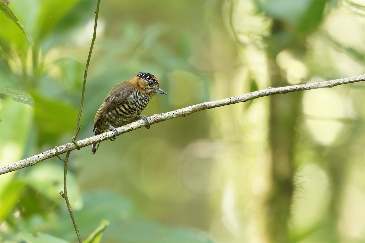 Ochre-collared Piculet - ML652432281