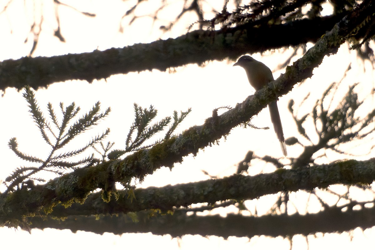 Rufous-capped Motmot - ML652432292