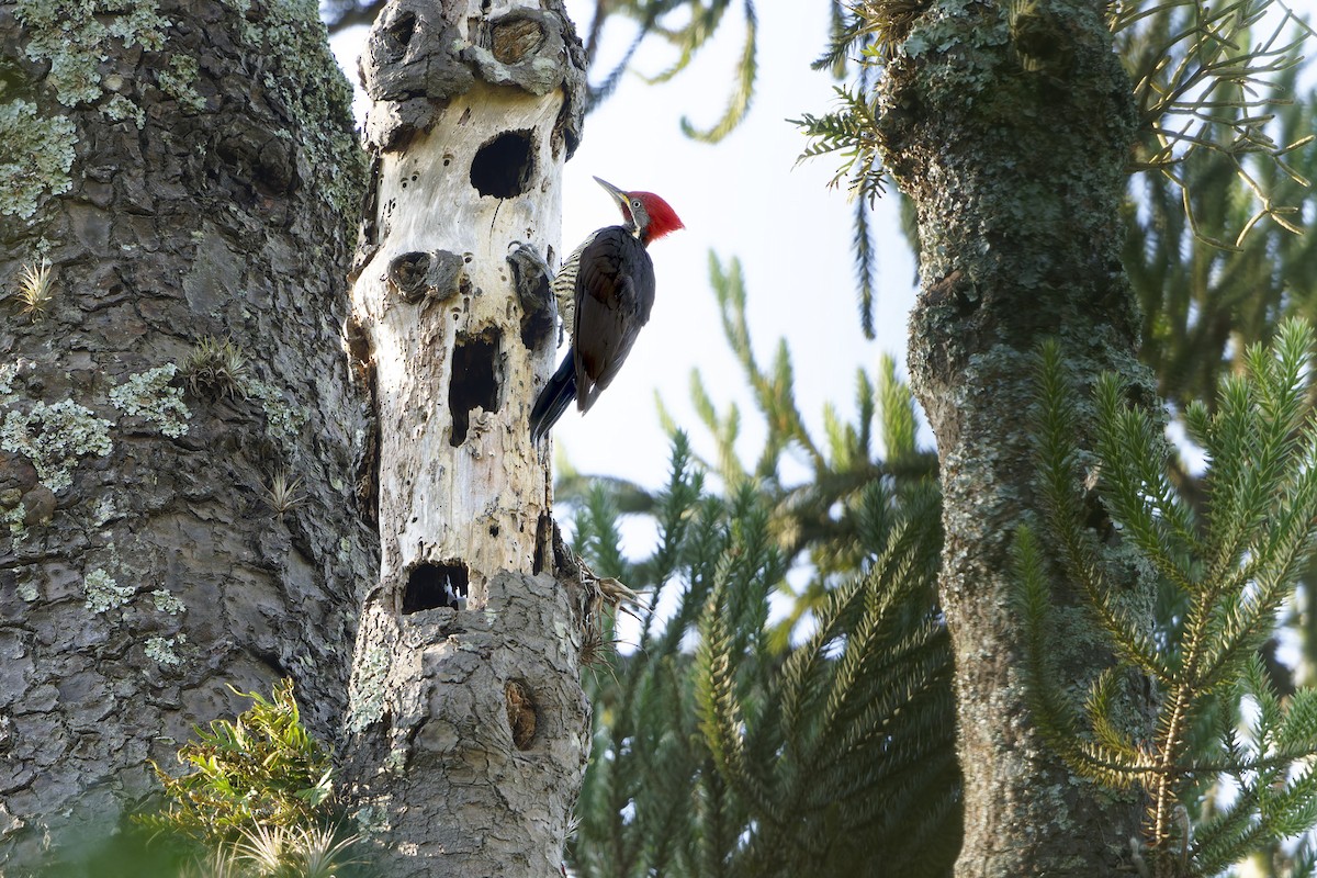 Lineated Woodpecker - ML652432308