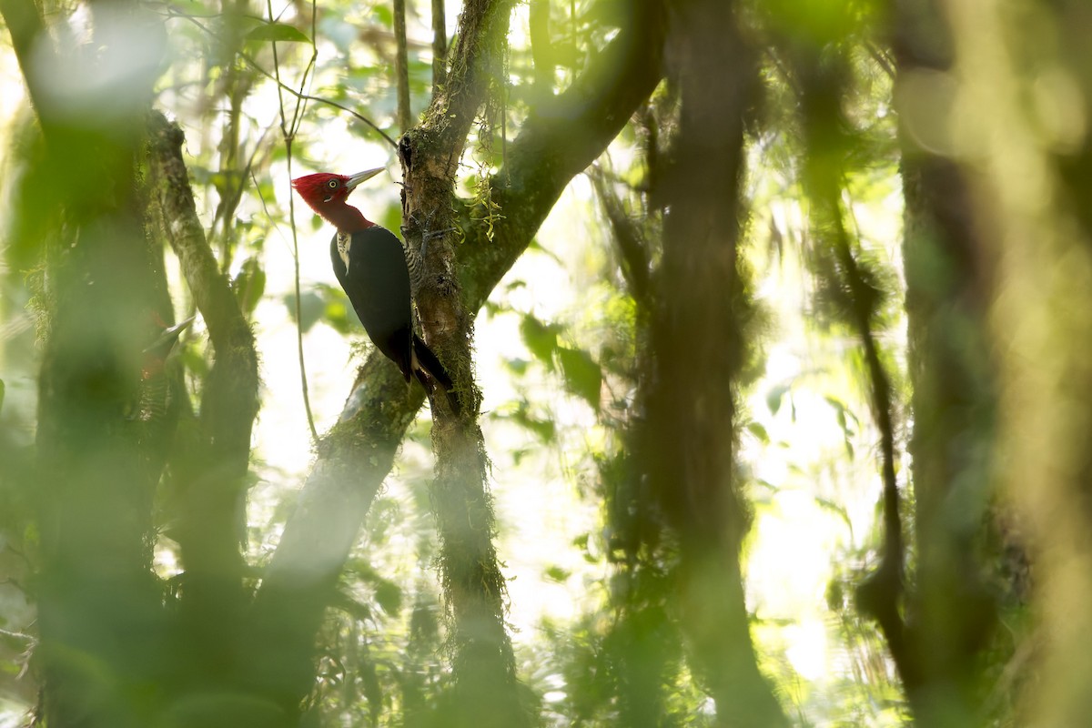 Robust Woodpecker - ML652432315