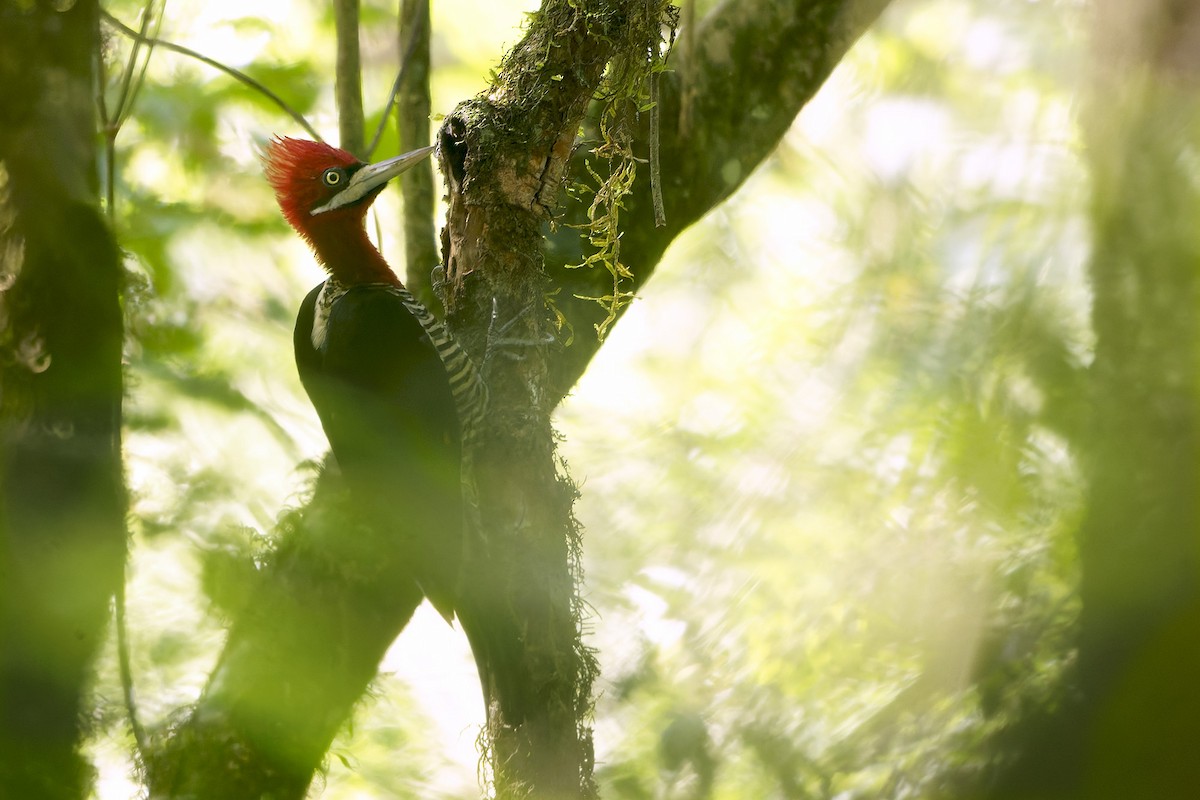 Robust Woodpecker - ML652432326