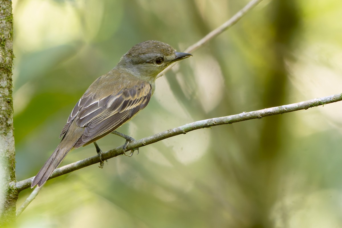 White-winged Becard - ML652432362