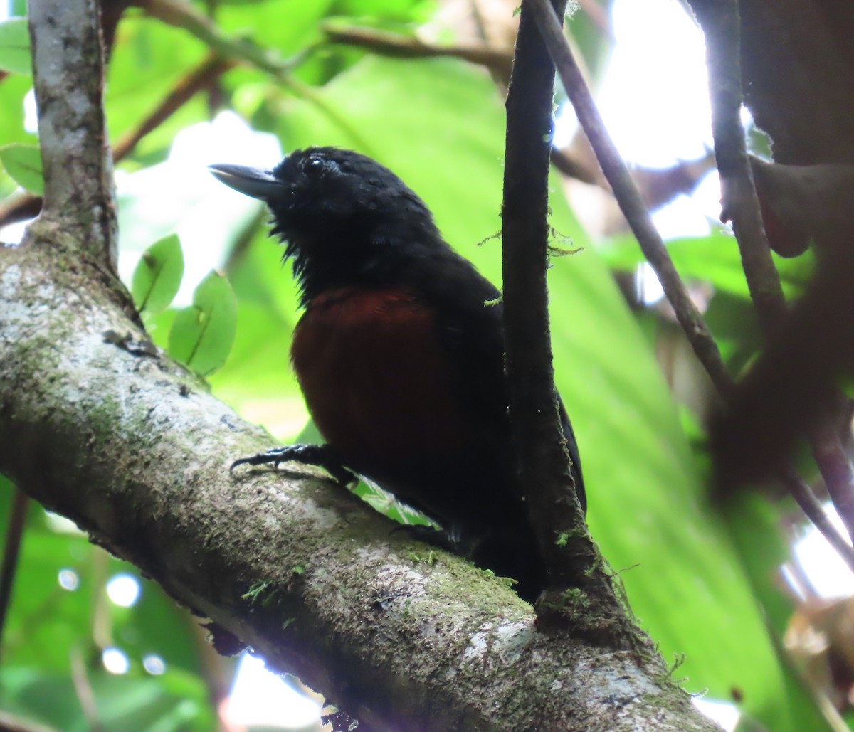 Batara des fourrés - ML652432366