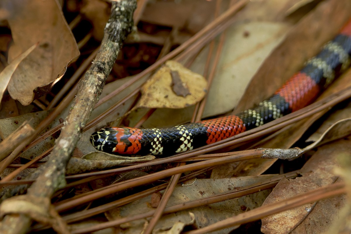 Uruguayan Coralsnake - ML652432387