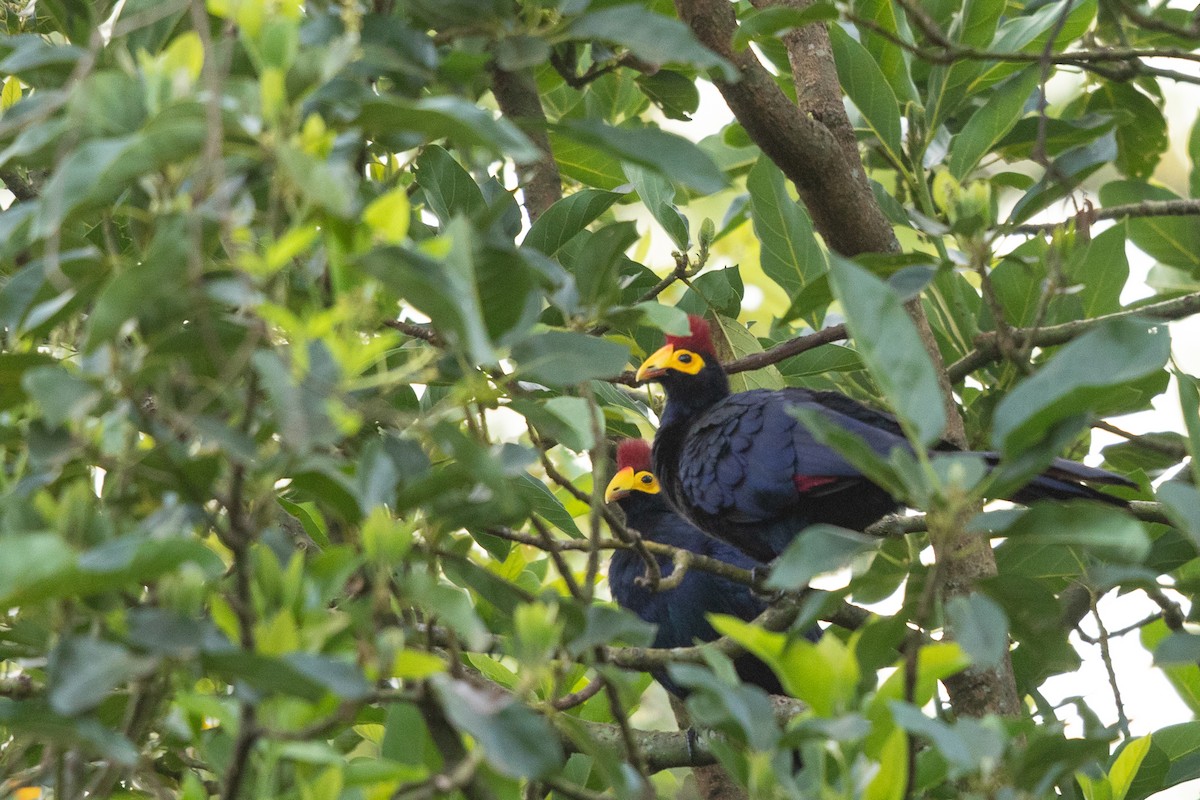 Ross's Turaco - ML652432412