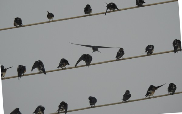 låvesvale - ML652432484