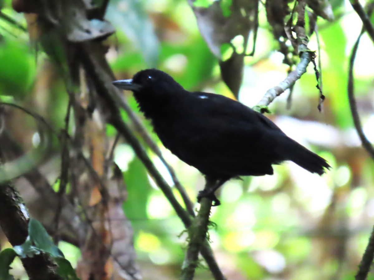 Batara des fourrés - ML652432488