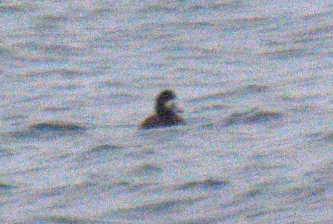 검은머리흰죽지 - ML652432629