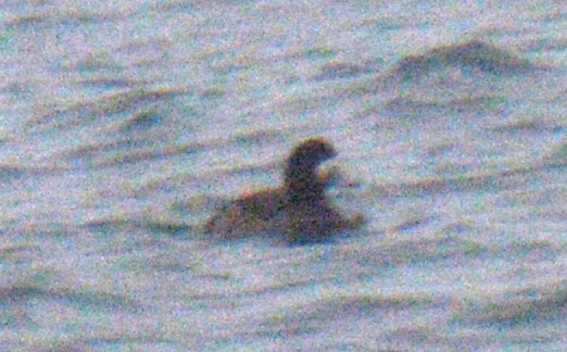 검은머리흰죽지 - ML652432630