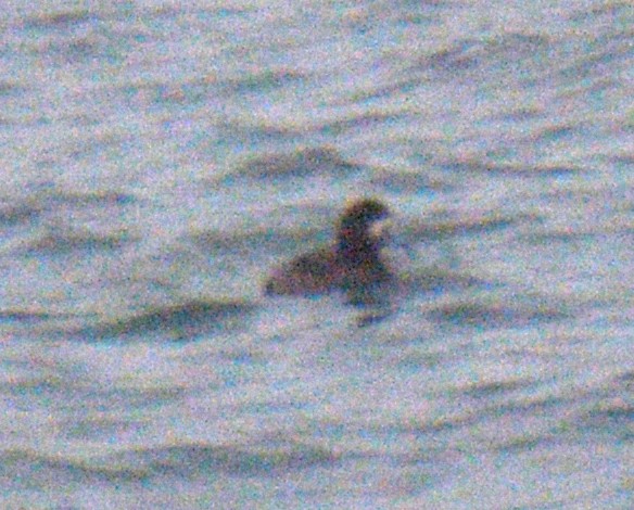 검은머리흰죽지 - ML652432631