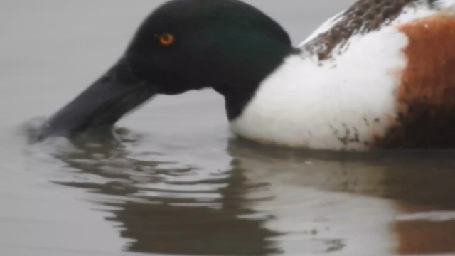 lžičák pestrý - ML652432901