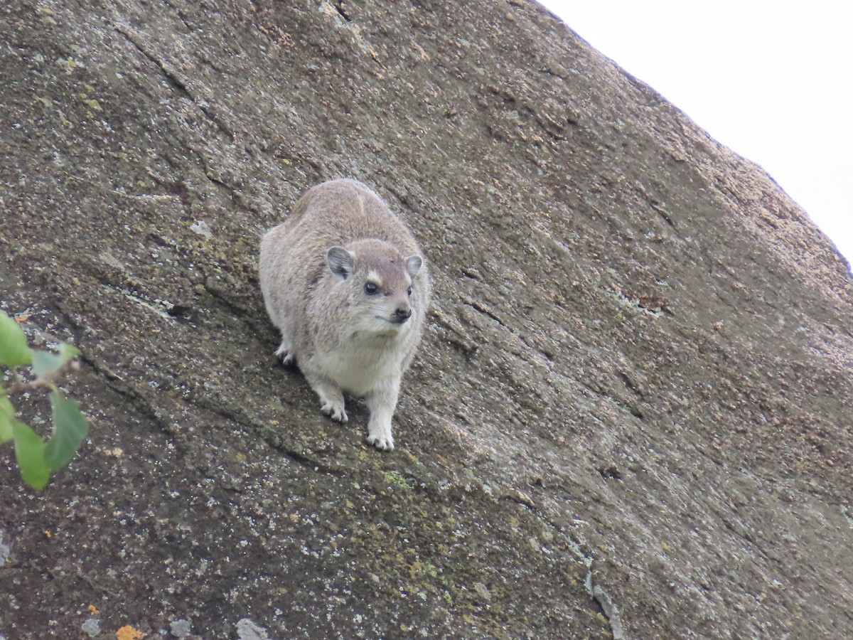 Animals - ML652432917