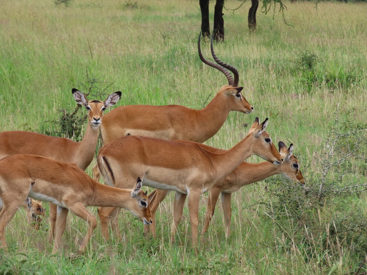 Animals - ML652432918