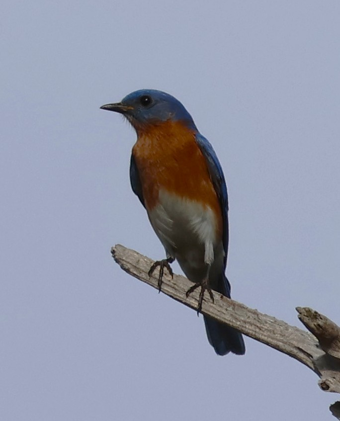 Eastern Bluebird - ML652432919
