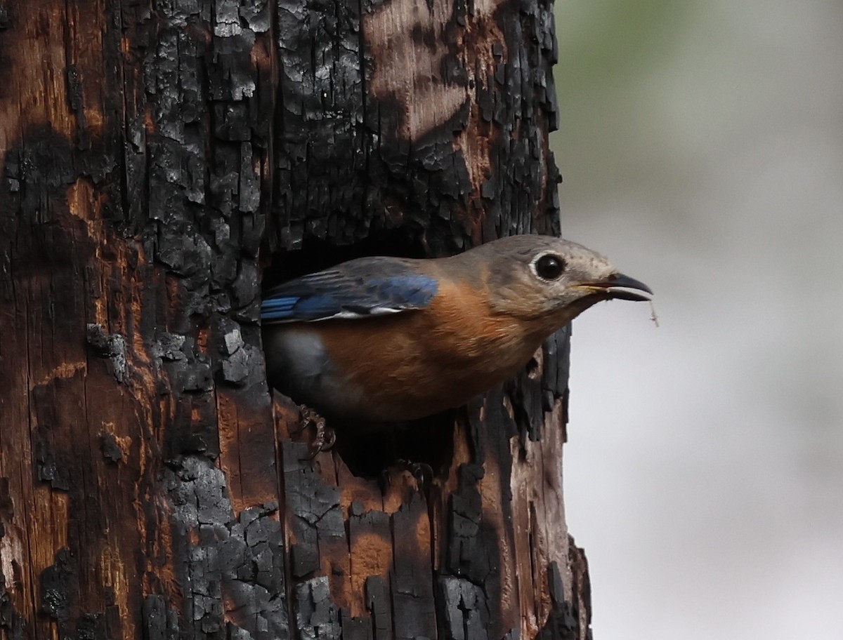 Eastern Bluebird - ML652432920