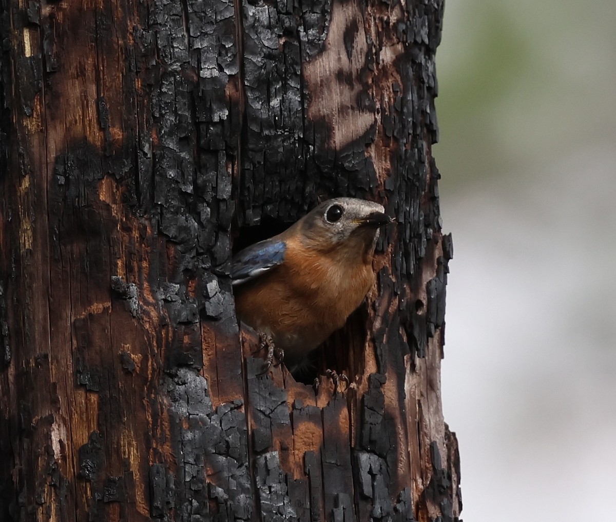 Eastern Bluebird - ML652432921