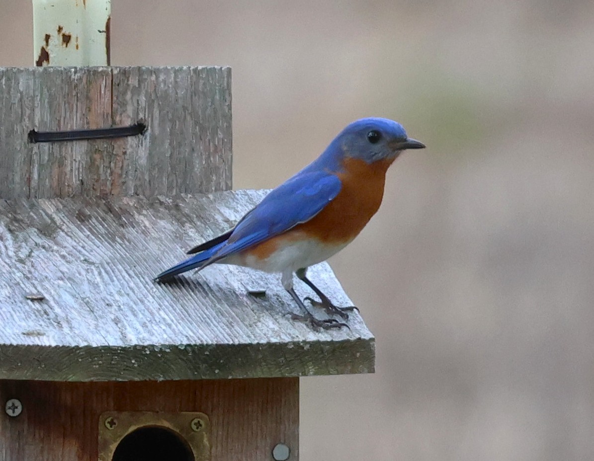 Eastern Bluebird - ML652432922