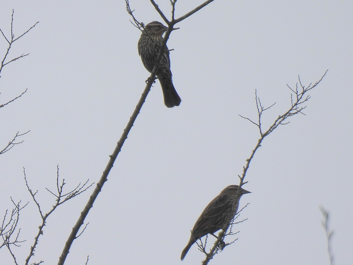 Red-winged Blackbird - ML652432924