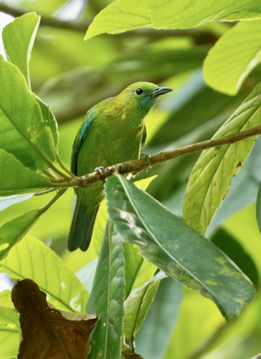 Blue-winged Leafbird - ML652432926