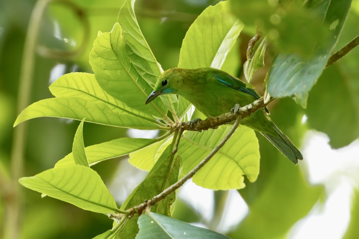 Blue-winged Leafbird - ML652432927
