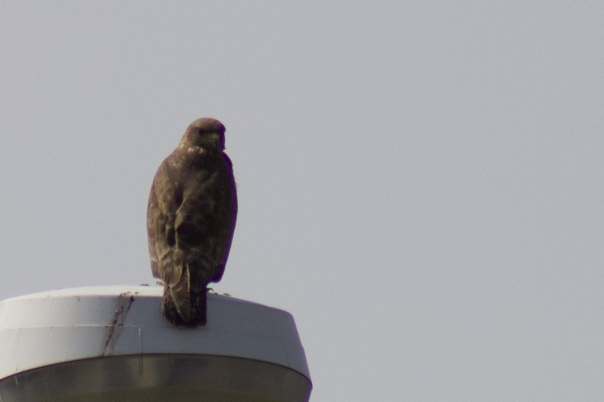 Common Buzzard - ML652432929