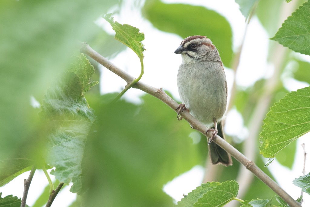 Yungas Sparrow - ML652432930