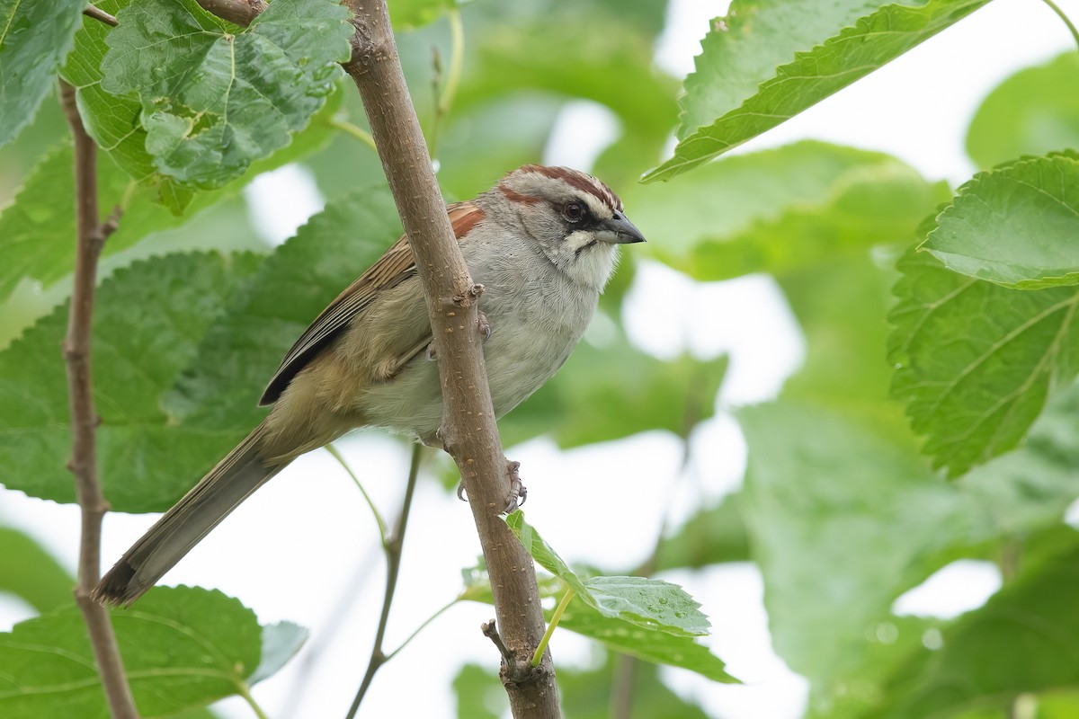 Yungas Sparrow - ML652432931