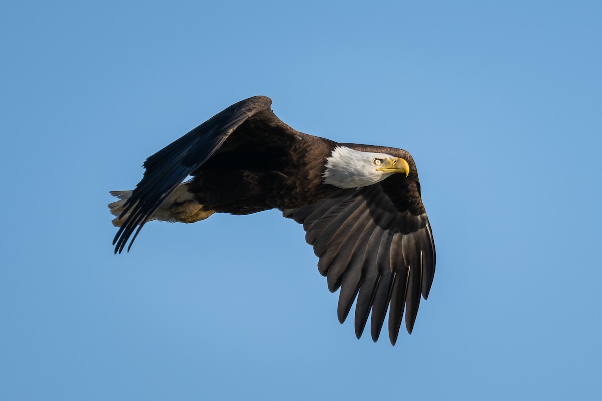 Bald Eagle - ML652432933