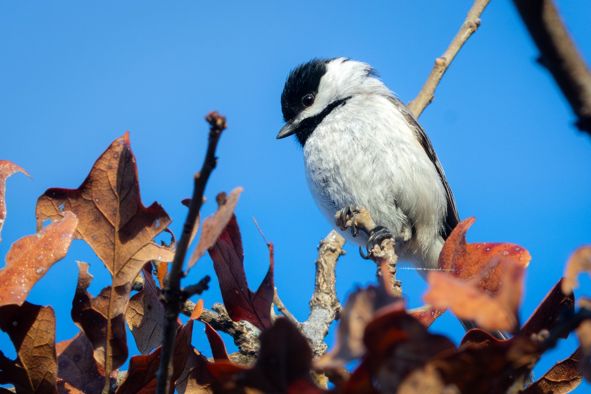 Carolina Chickadee - ML652432934